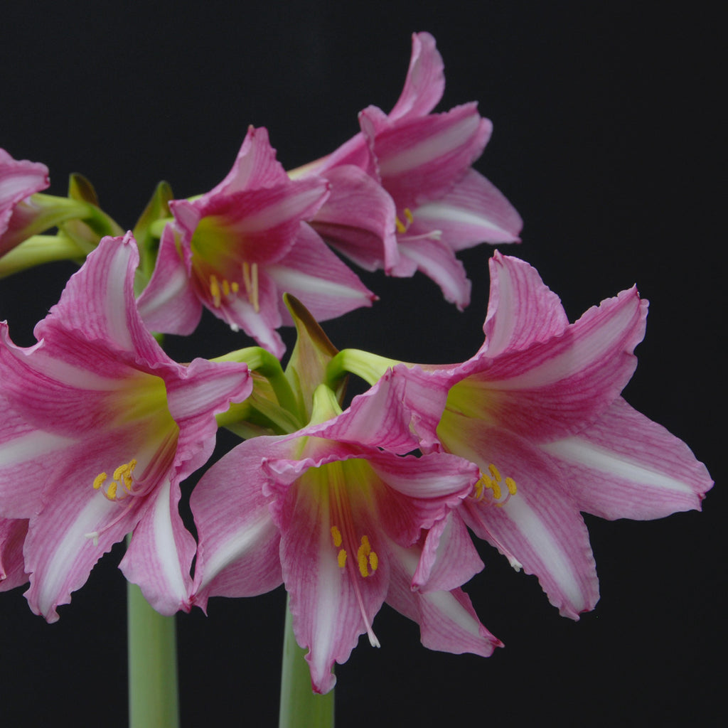 Amaryllis Estella