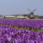 Crocus vernus Flower Record