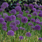 Allium Purple Sensation