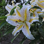 Lilium Auratum