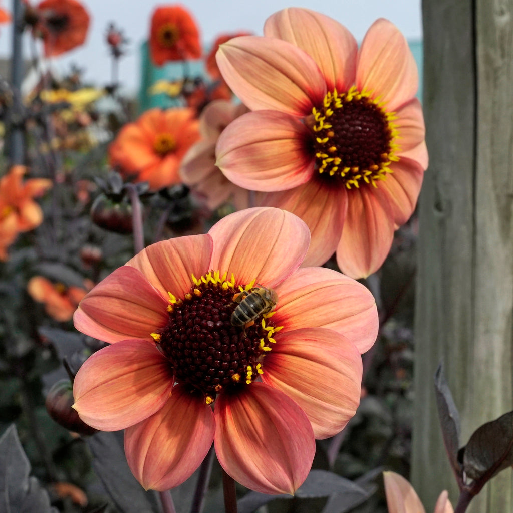 Dahlie Happy Single Kiss