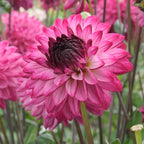 Dahlie Romantica