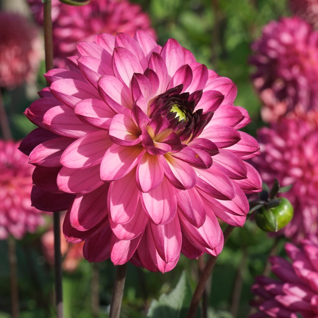 Dahlie Romantica