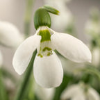 Galanthus Polar Bear
