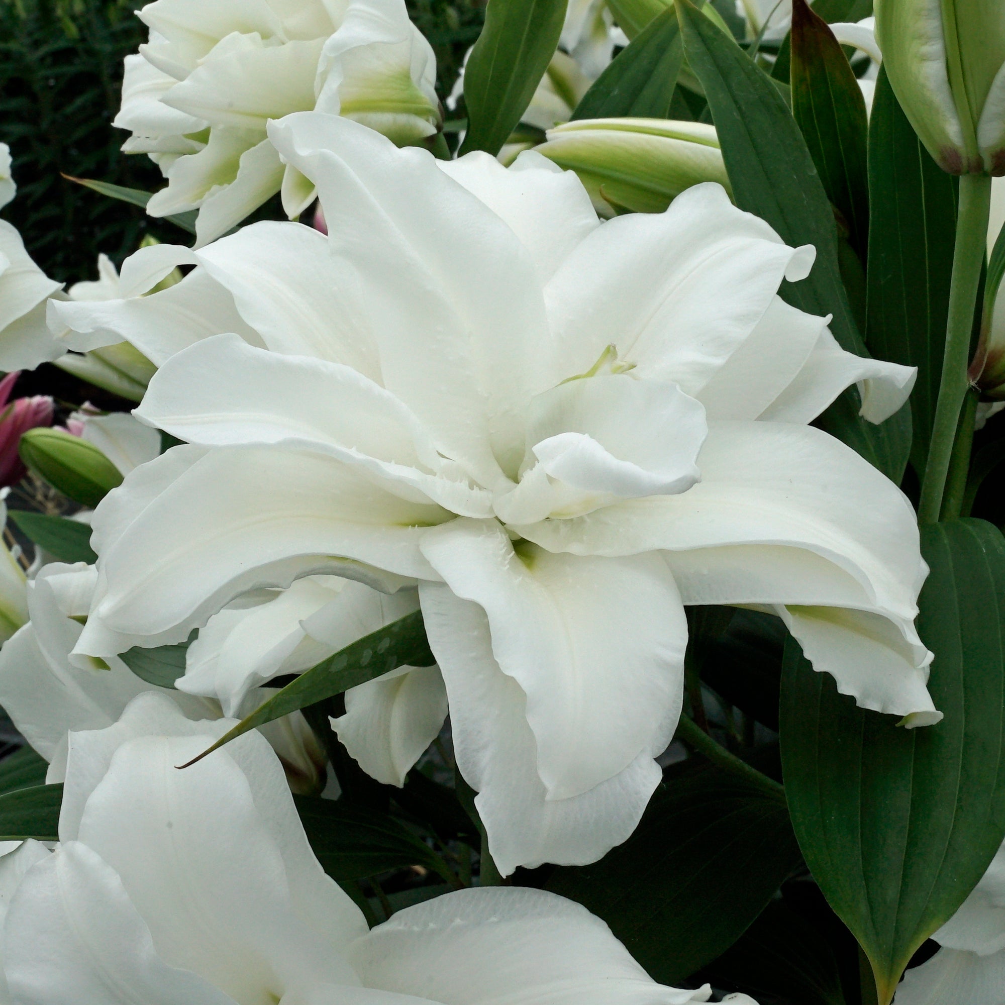 Lilium Roselily Dejima