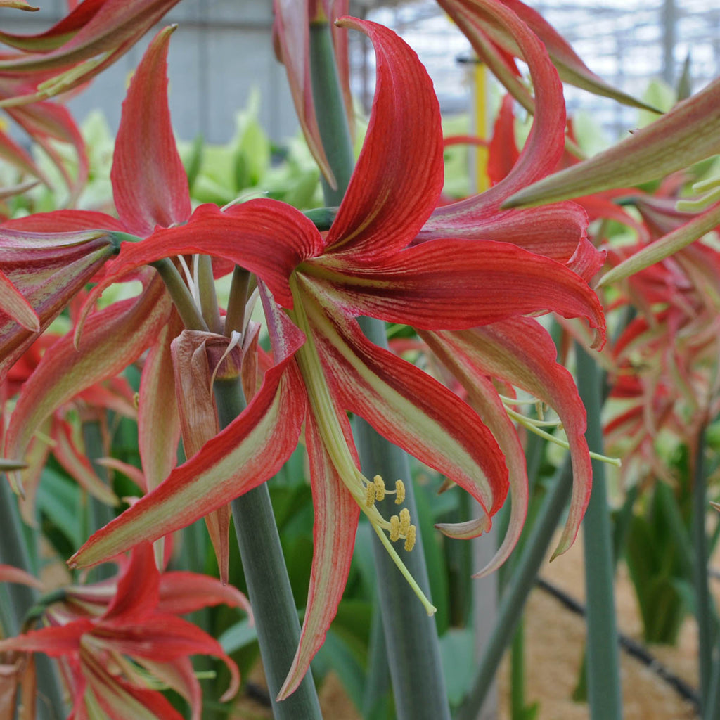 Amaryllis La Paz