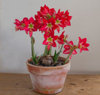 Amaryllis Striped Garden