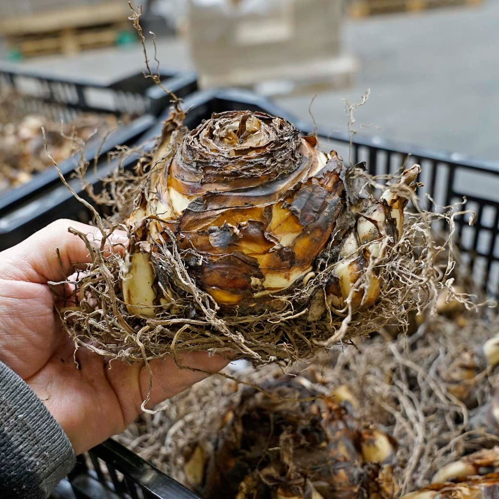 Eucomis pole-evansii