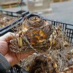 Eucomis pole-evansii