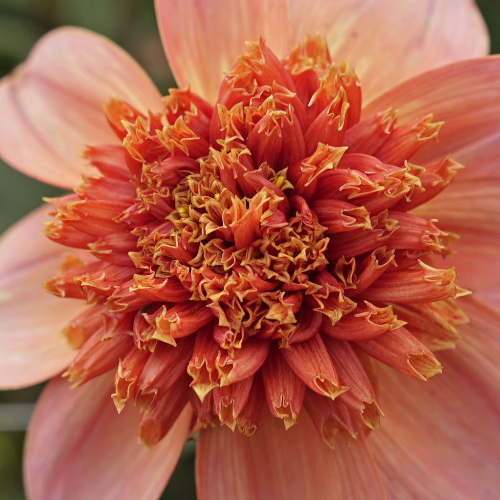 Dahlie Totally Tangerine