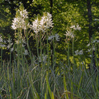 Camassia leichtlinii Sacajawea