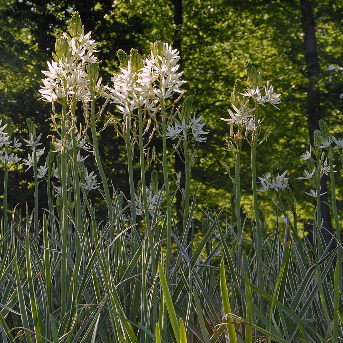 Camassia leichtlinii Sacajawea