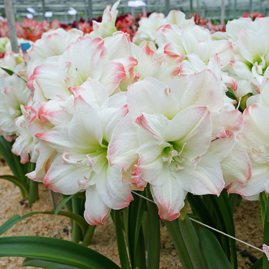 Amaryllis Candy Amadeus