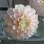 Dahlie Sweet Nathalie