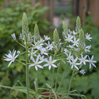 Ornithogalum ponticum Sochi