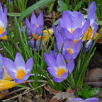 Crocus sieberi sublimis Tricolor