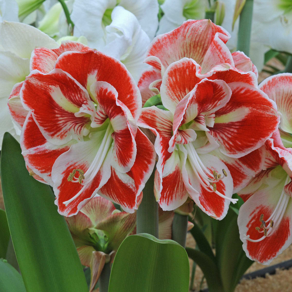 Amaryllis Samba
