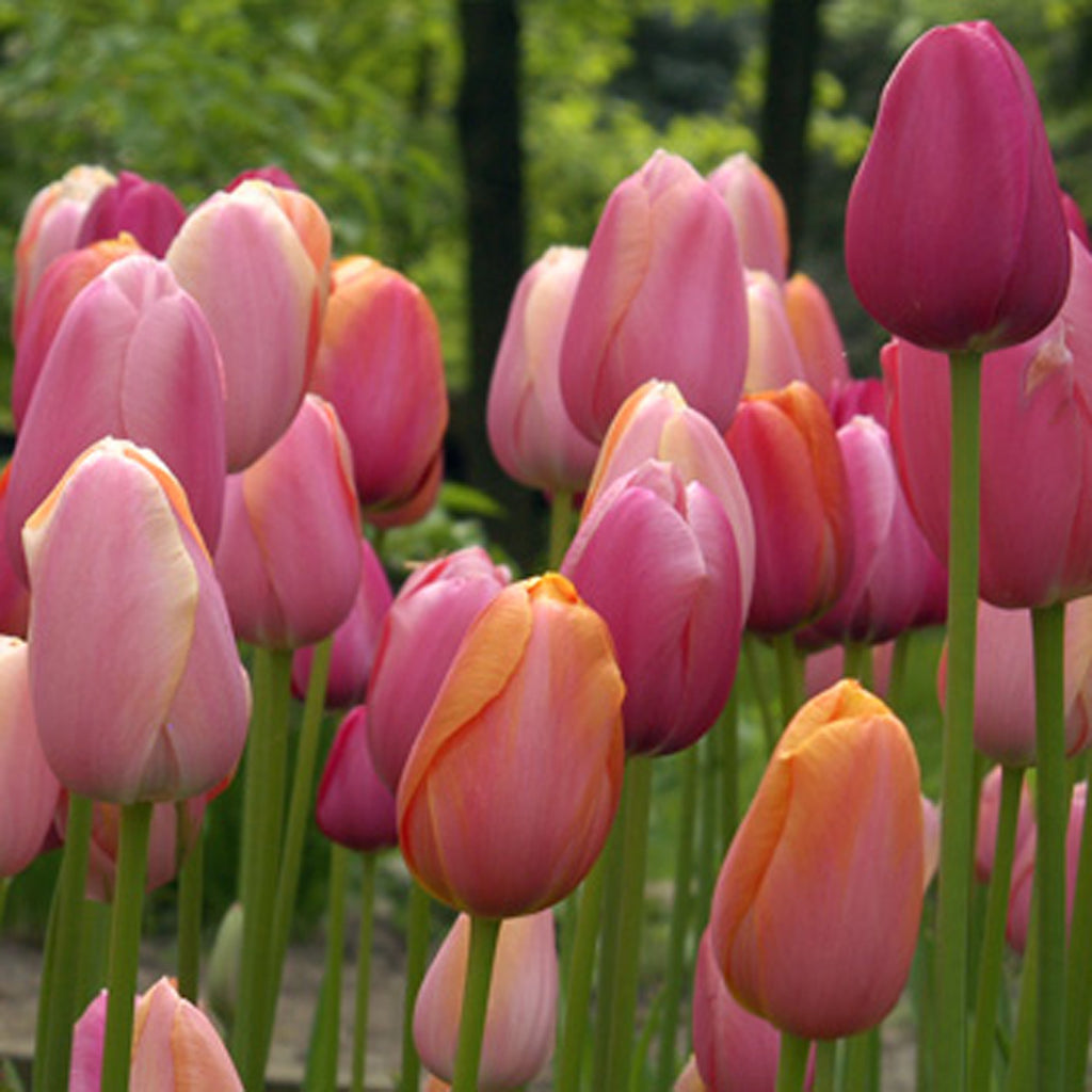 French Blend Rose™