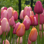 French Blend Rose™