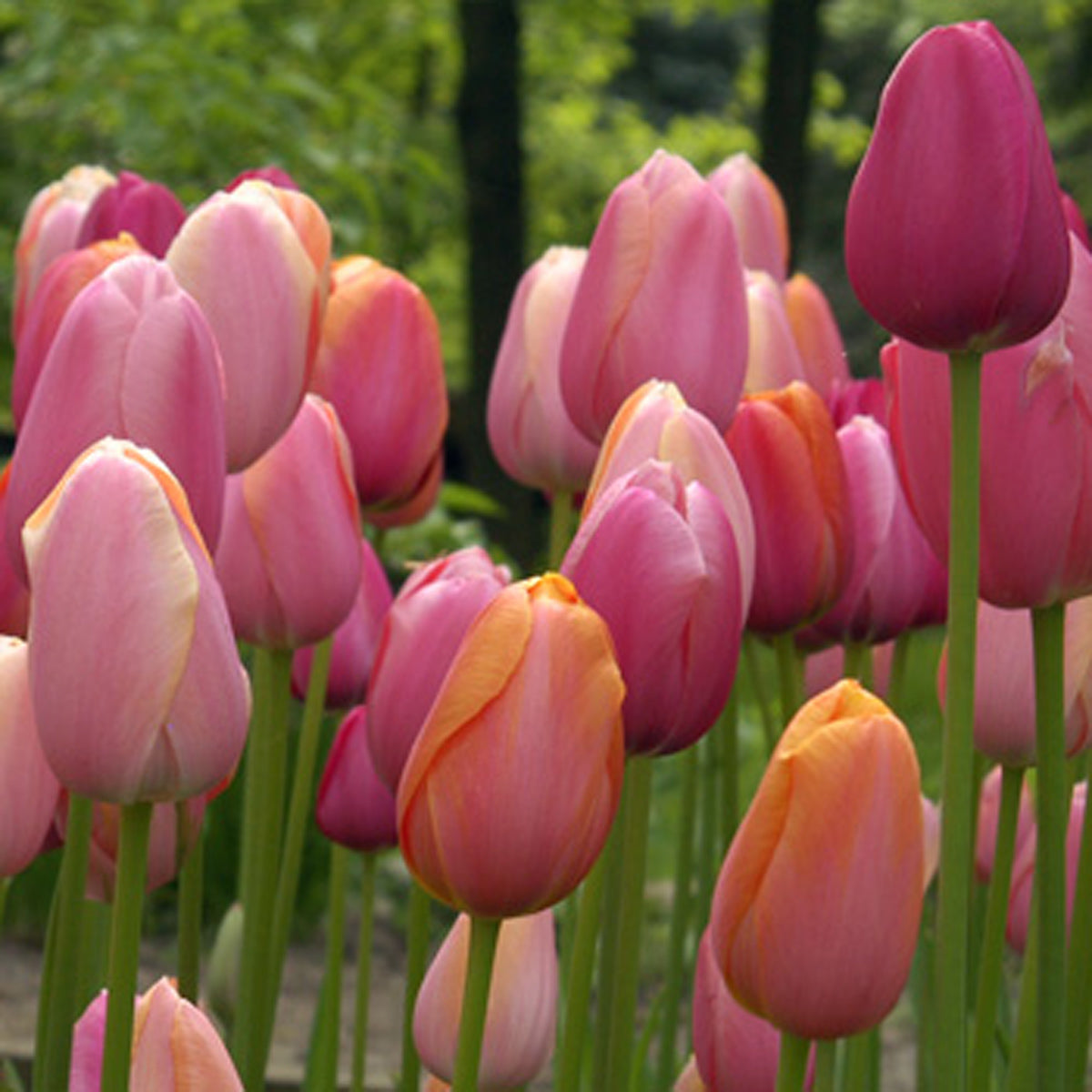 French Blend Rose™