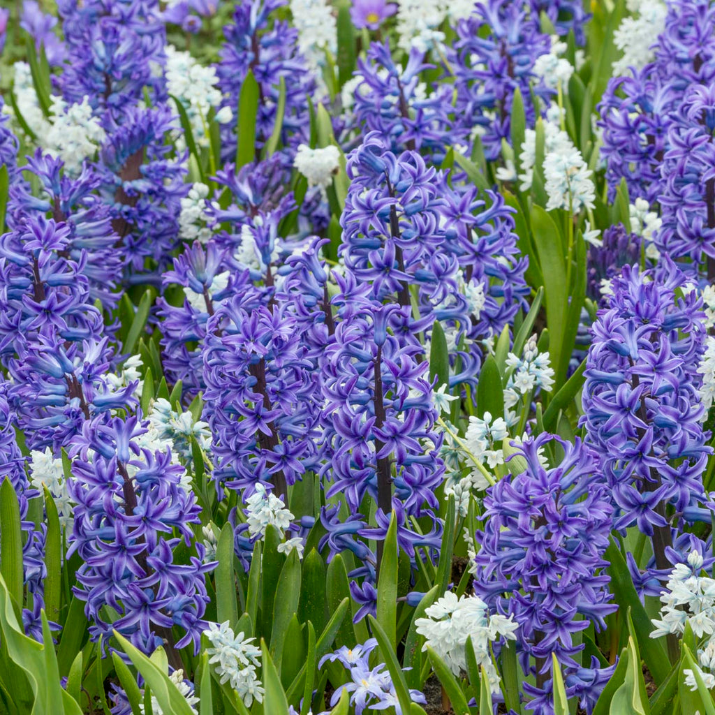 Puschkinia scilloides var. libanotica