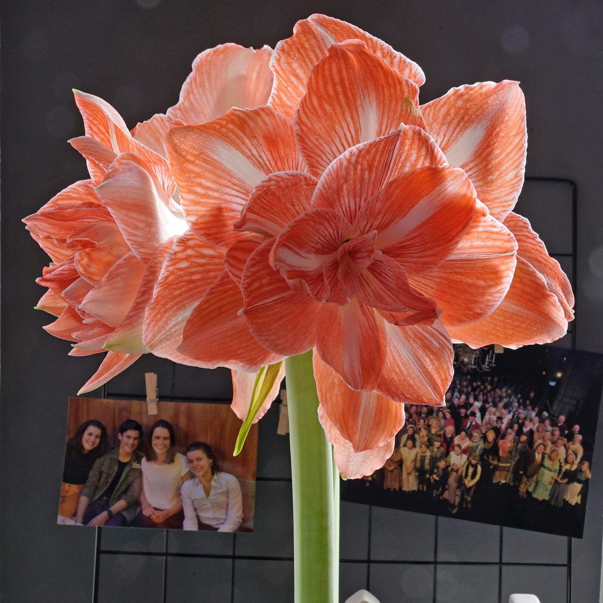 Amaryllis Sunshine Nymph