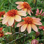 Dahlie Totally Tangerine