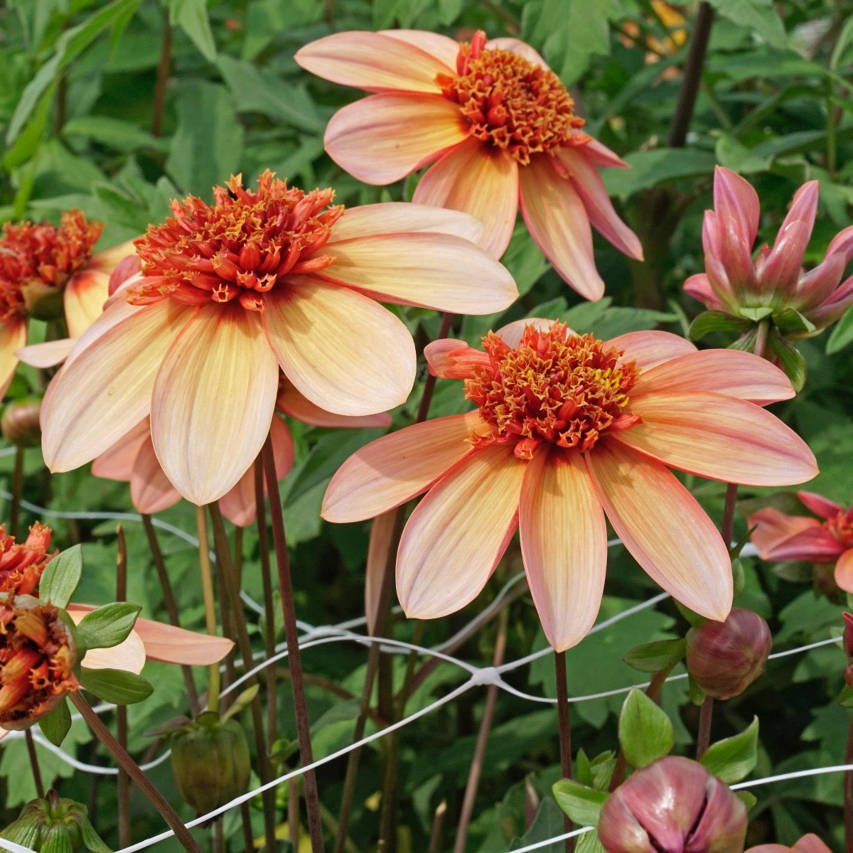 Dahlie Totally Tangerine