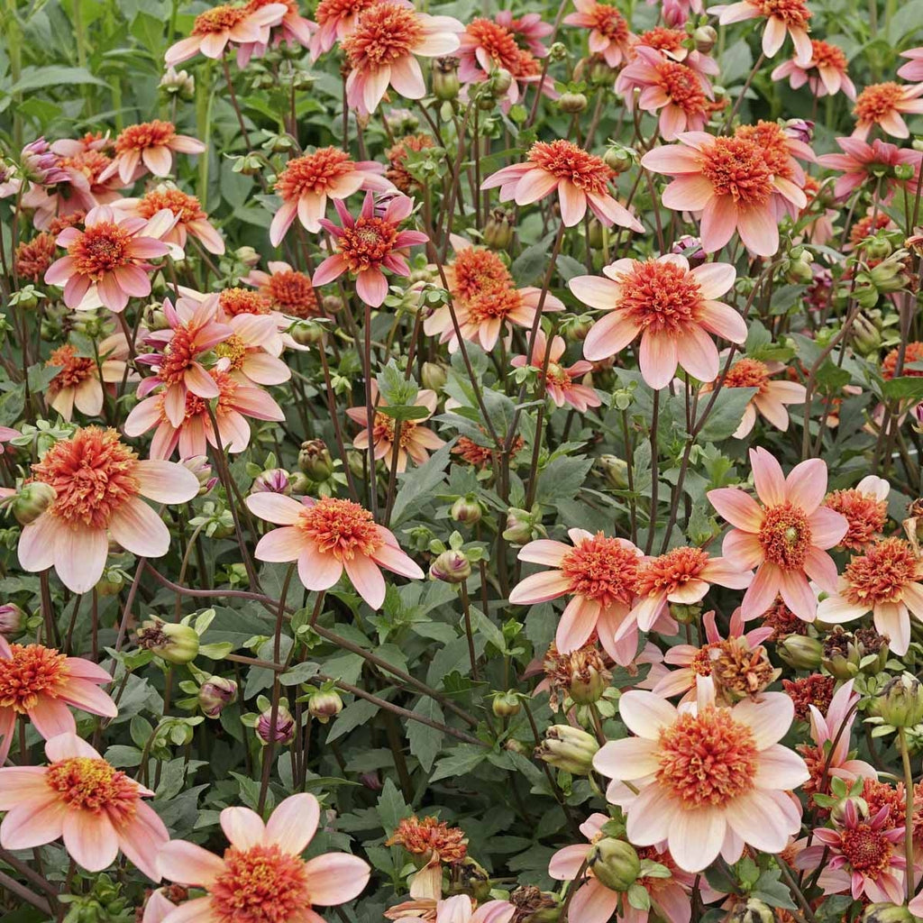 Dahlie Totally Tangerine