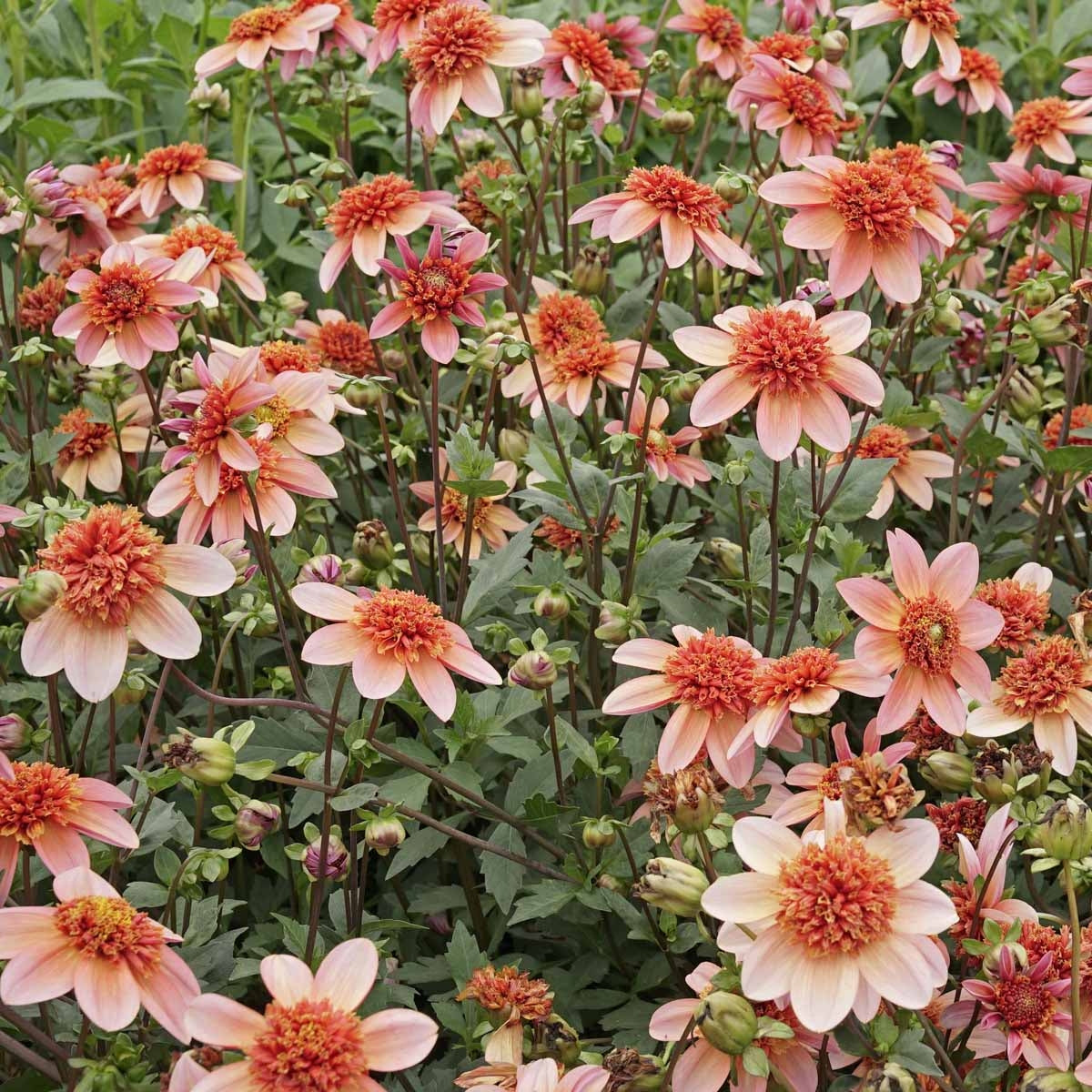 Dahlie Totally Tangerine