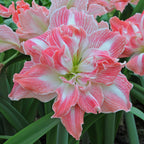 Amaryllis Pretty Nymph