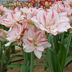 Amaryllis Striped Amadeus
