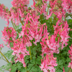 Corydalis solida Beth Evans