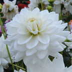 Dahlia Eternal Snow