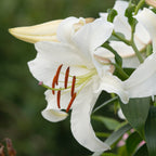 Lilium Casa Blanca