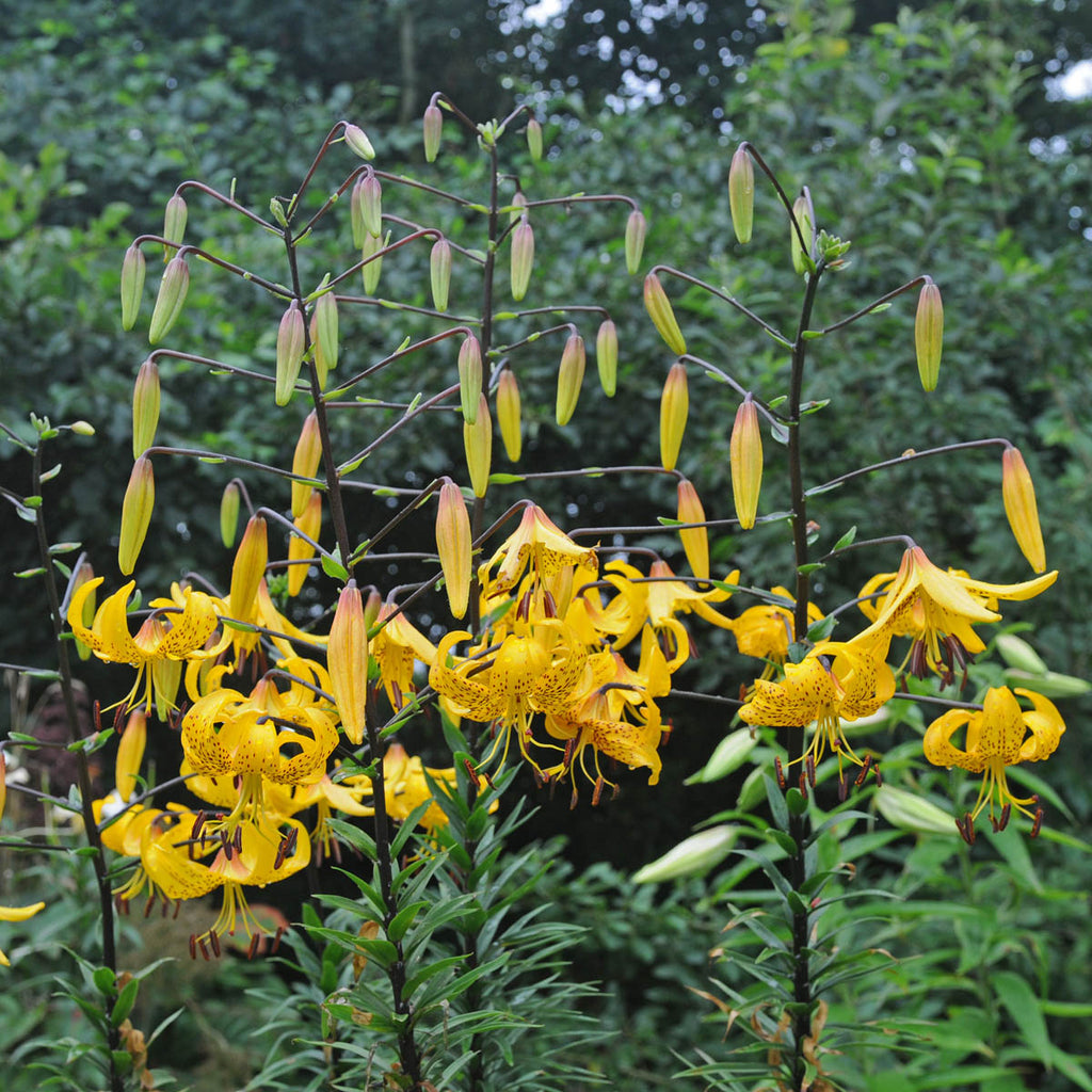 Lilium Leichtlinii