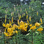 Lilium Leichtlinii