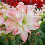 Amaryllis Aphrodite