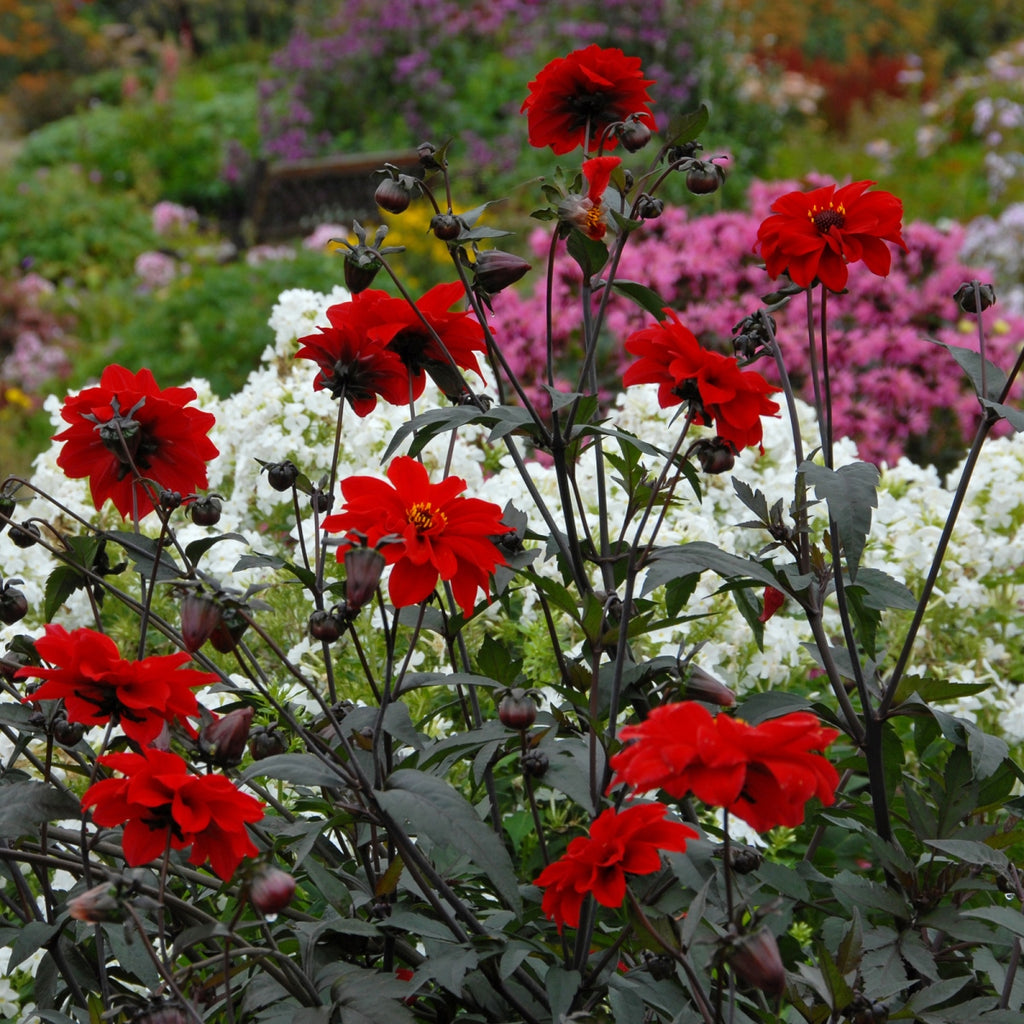 Dahlie Bishop of Llandaff