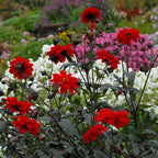 Dahlie Bishop of Llandaff