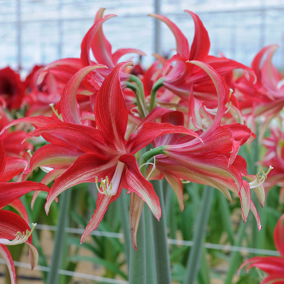 Amaryllis Quito