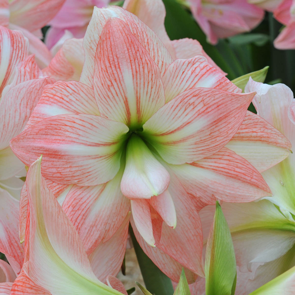 Amaryllis Giant Amadeus
