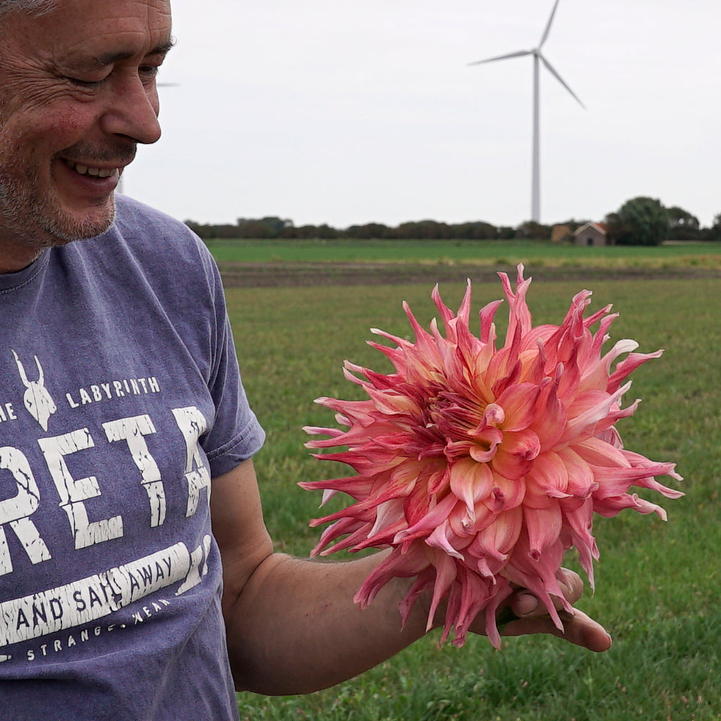 Dahlie Penhill Dark Monarch