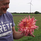 Dahlie Penhill Dark Monarch