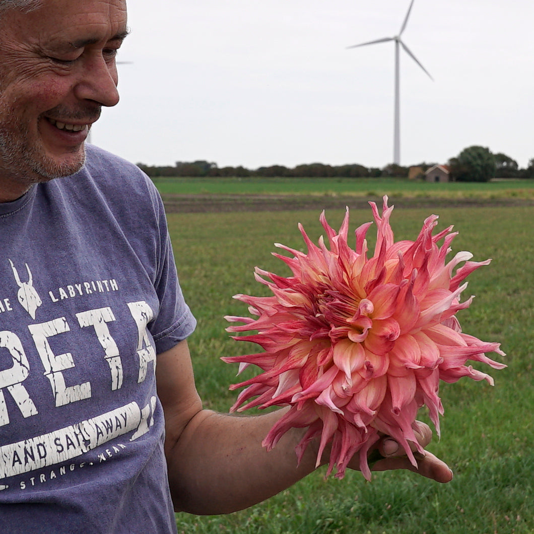 Dahlie Penhill Dark Monarch