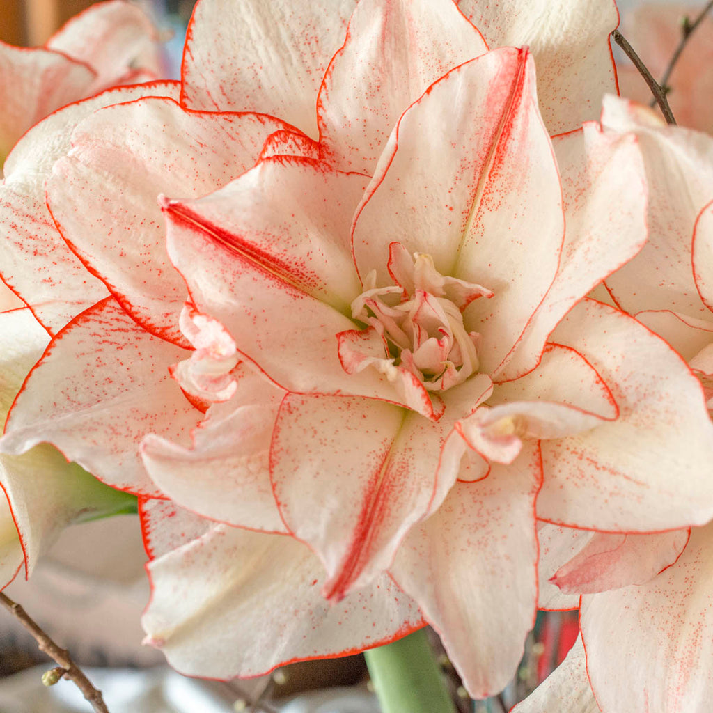 Amaryllis Striped Amadeus