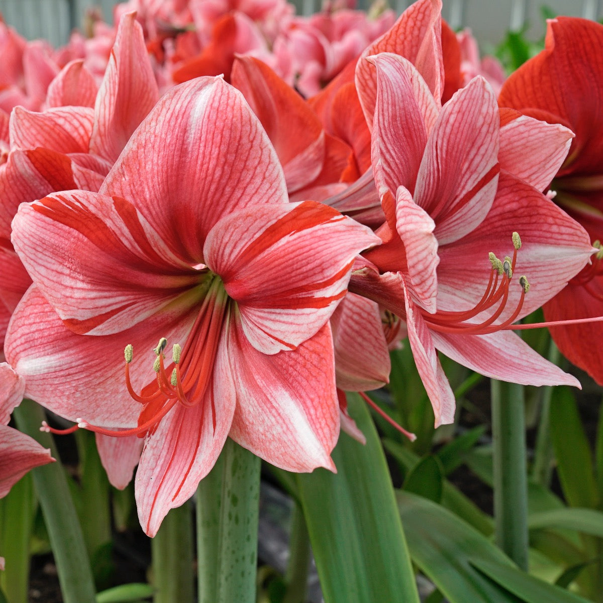 Amaryllis Gervase