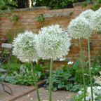 Allium Mount Everest
