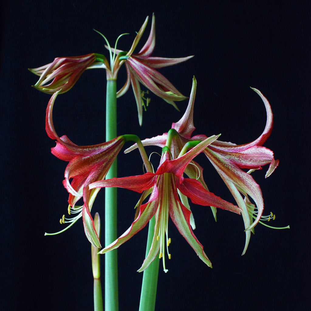 Amaryllis La Paz