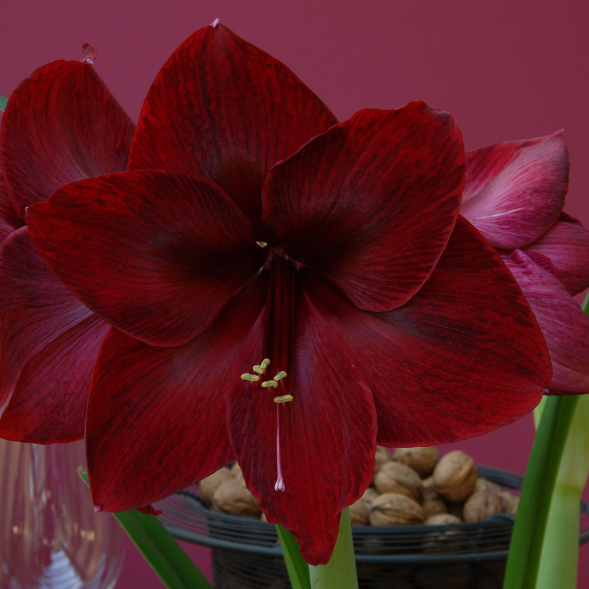 Amaryllis Red Pearl